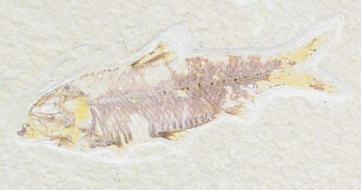 Bargain Knightia Fossil Fish - Wyoming #21441